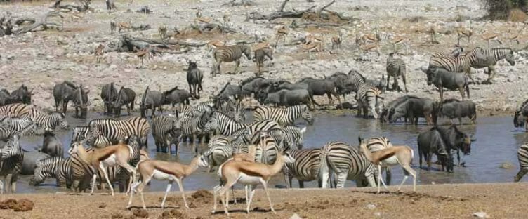 Faune au point d'eau dans le Parc National d’Etosha
