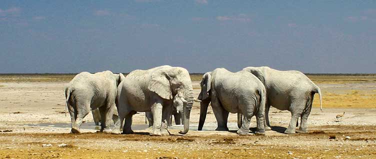 elephants au point d'eau à Etosha en Namibie