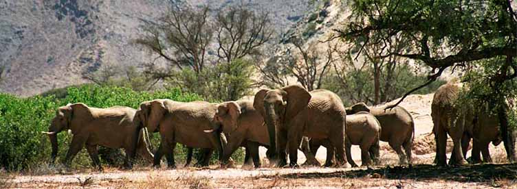 Elephants désert Kaokoland Namibie