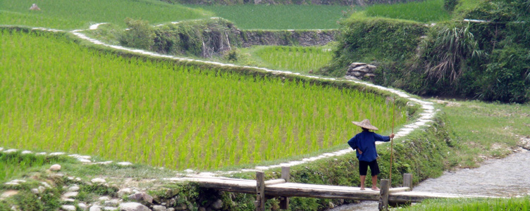 Les rizieres dans le pays Miao, circuit en Chine