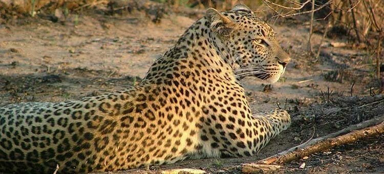 léopard à Moremi en safari au Botswana