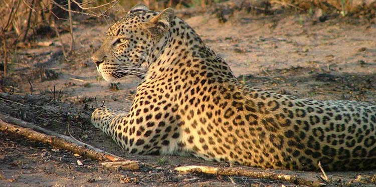 Léopard à Laungwa en safari