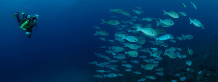 Plongée sous-marine Inhambane