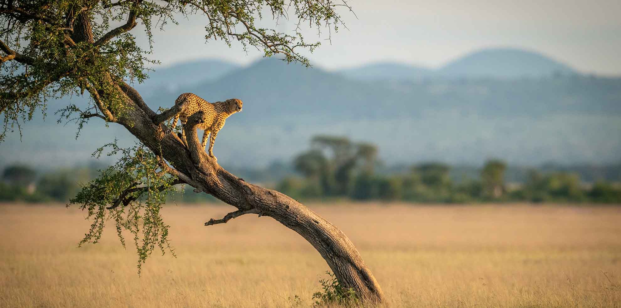 Voyages et Safaris en Tanzanie, Ngorongoro, Serengeti Samsara