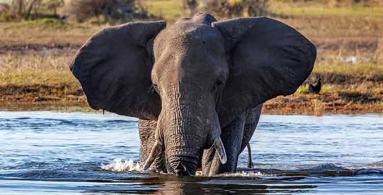 Elephant à Chobe lors d'un voyage au Boswana