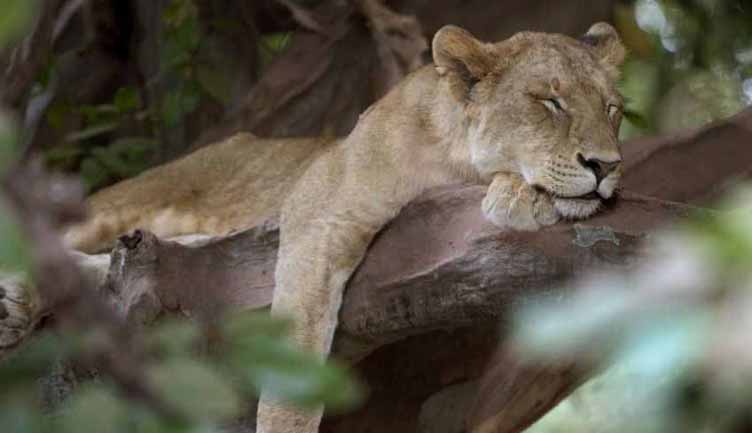 Lion Manyara safari Tanzanie