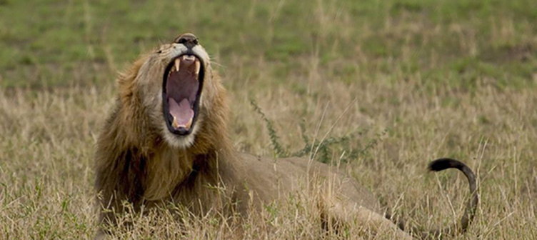 Lion dans le Serengeti en safari