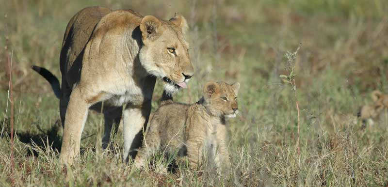 Lionne lionceau voyage Botswana safari Afrique