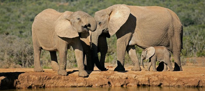 Eléphants à Addo National Park en Afrique du Sud