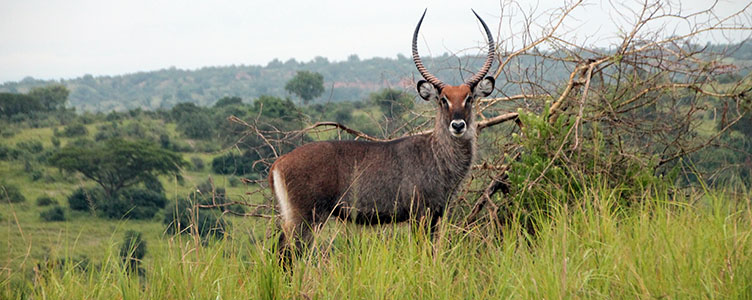 Safari dans le parc de Kibale en Ouganda