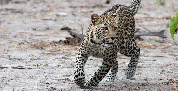 léopard en zambie