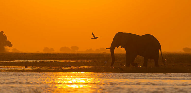 Elephant au coucher du soleil au Botswana