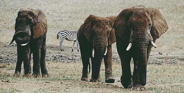 Elephantsen safarià Tsavo Ouest au Kenya