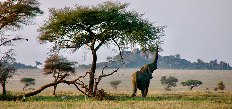 En safari dans le Serengeti