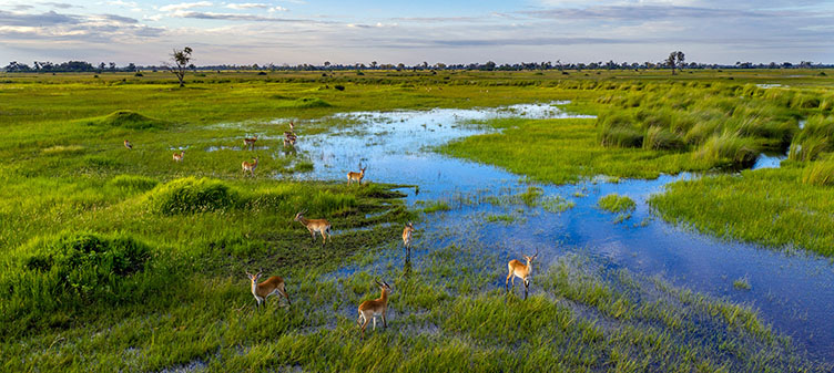 faune dans l'Okavango au Botswana